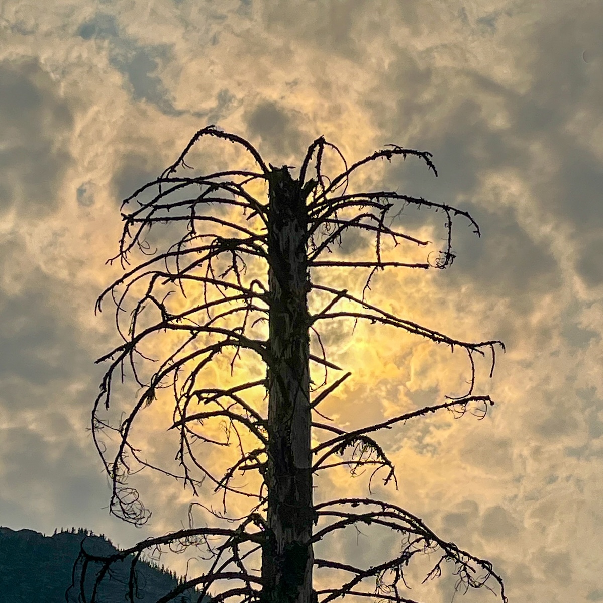 All That Remains After The Wild Fires - Pat Ainger